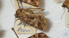Sideridis rivularis