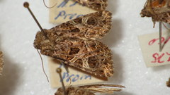 Sideridis rivularis