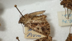 Sideridis rivularis