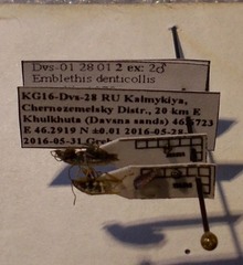 Emblethis denticollis