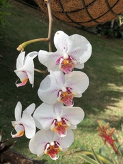 Phalaenopsis