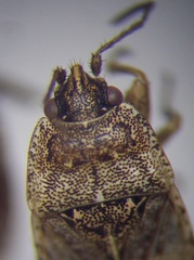 Emblethis denticollis