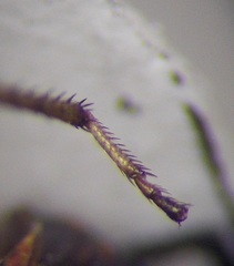 Emblethis denticollis