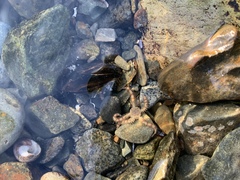 Ophiactoidea