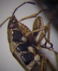 Emblethis denticollis