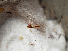 Caloptilia packardella