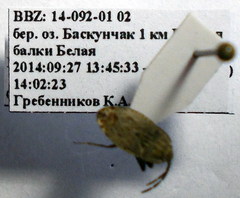 Emblethis dilaticollis