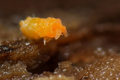 Bilobella