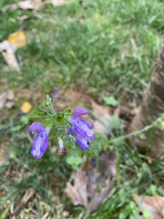 Salvia forskaehlei