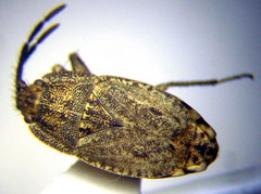 Emblethis dilaticollis