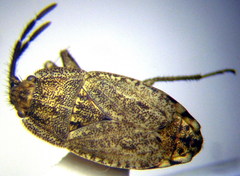 Emblethis dilaticollis