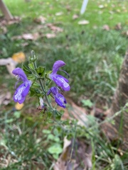 Salvia forskaehlei