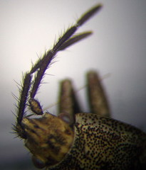 Emblethis dilaticollis