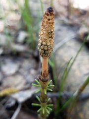Equisetum pratense image