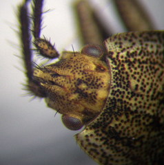 Emblethis dilaticollis