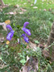 Salvia forskaehlei