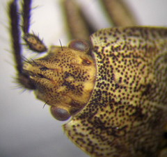 Emblethis dilaticollis