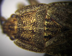 Emblethis dilaticollis