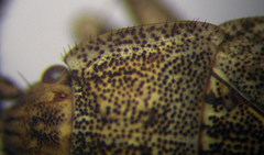 Emblethis dilaticollis