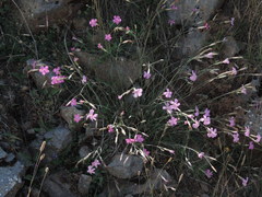 Dianthus longicaulis