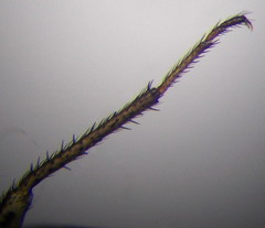 Emblethis dilaticollis