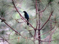 Cyanocorax melanocyaneus