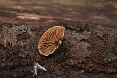 Crepidotus cesatii