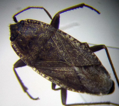 Representative image of Emblethis duplicatus