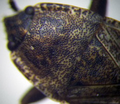 Emblethis duplicatus