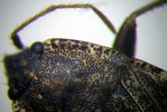 Emblethis duplicatus