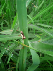 Acontiinae