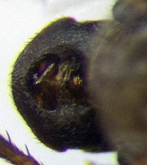 Emblethis duplicatus