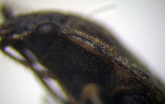 Emblethis duplicatus