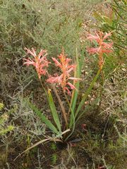 Tritoniopsis antholyza