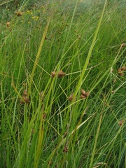 Bolboschoenus planiculmis