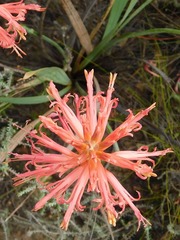 Tritoniopsis antholyza