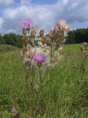 Cirsium alatum