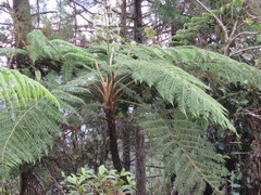 Sphaeropteris horrida