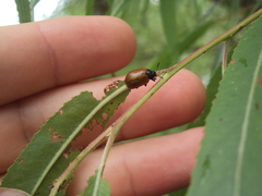 Plagiodera erythroptera