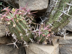 Euphorbia stellispina