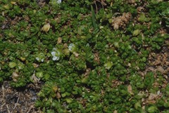 Arenaria bryoides
