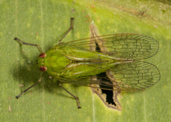 Cuernavaca herbida
