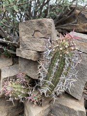Euphorbia stellispina