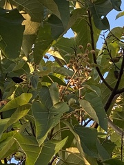 Mallotus paniculatus