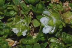 Arenaria bryoides