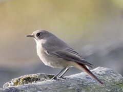 Phoenicurus ochruros