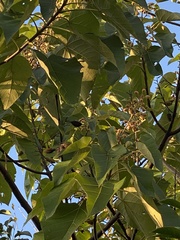 Mallotus paniculatus