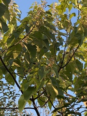 Mallotus paniculatus