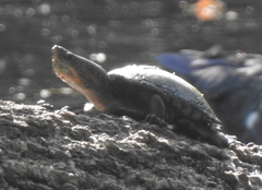 Kinosternon hirtipes