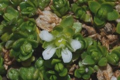 Arenaria bryoides